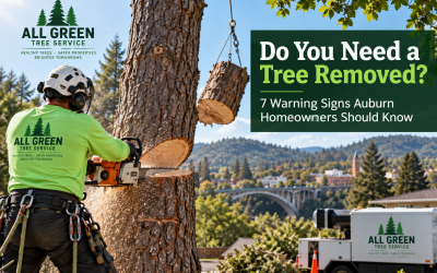 Do You Need a Tree Removed? 7 Warning Signs Auburn Homeowners Should Know