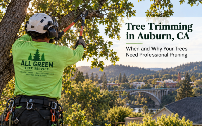 Tree Trimming in Auburn, CA: When and Why Your Trees Need Professional Pruning